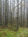 thn_Fernworthy forest3.jpg